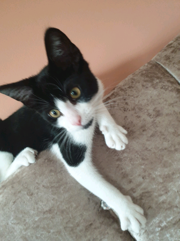 Cat for sale in Hodge Hill, West Midlands Gumtree