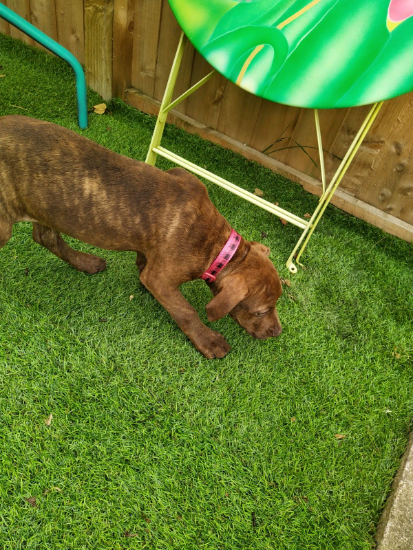 SOLD! XL bully Chocolate brindle female in Seacroft, West Yorkshire Gumtree
