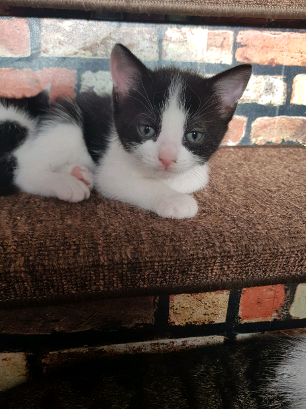 3 kittens , british shorthair mix 2 girls ,1 boy | in ...