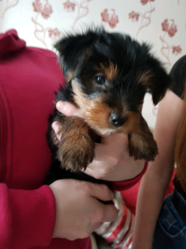 Yorkshire Terrier Puppies In Hull East Yorkshire Gumtree