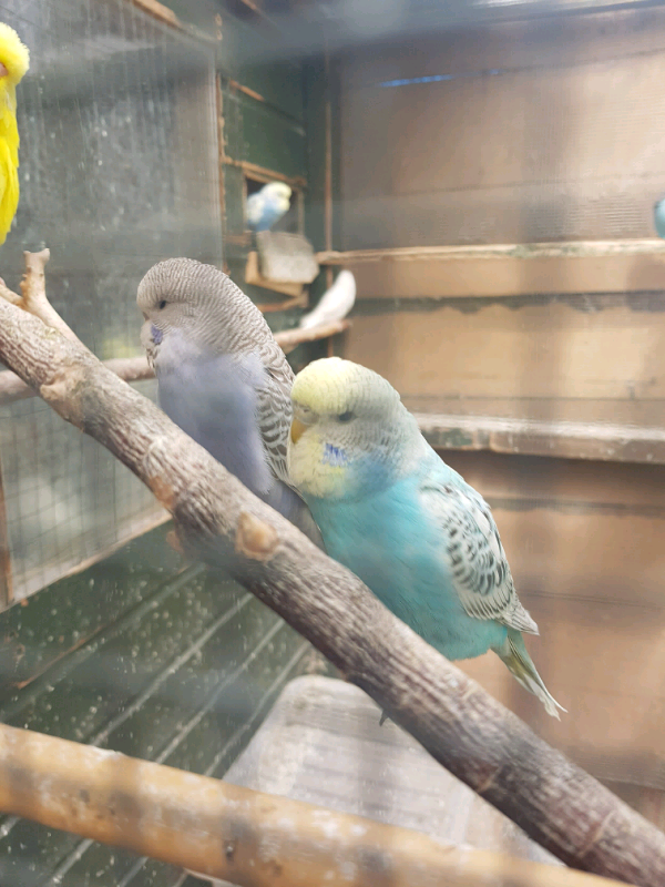 Beautiful baby budgies all colours! in Drylaw, Edinburgh Gumtree