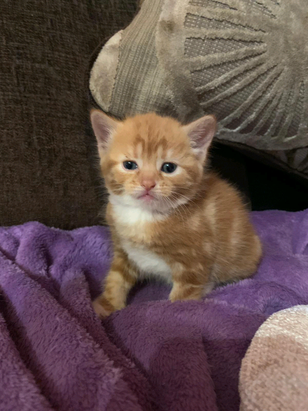 6 female kittens for sale in Seven Sisters, London Gumtree