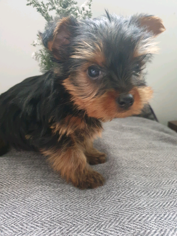 🐶 female teacup yorkie puppie🐶 in Renfrew, Renfrewshire Gumtree