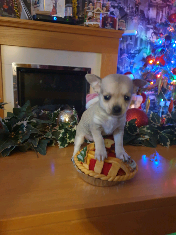 SOLD SOLD Tea cup chihuahuas only 1 male left in Newtownabbey, County