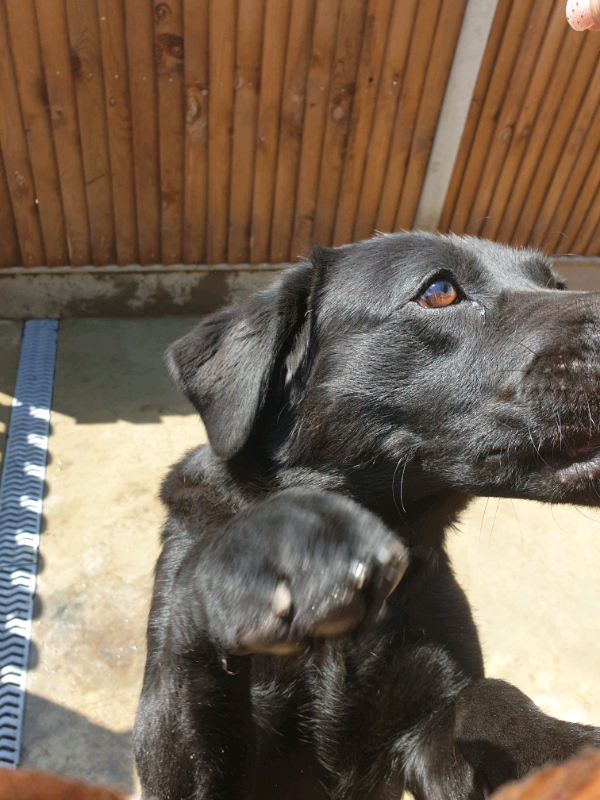 Labrador female 18 months in Norwich, Norfolk Gumtree