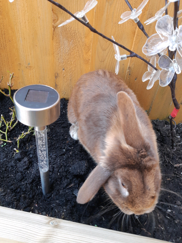Male Rabbit in Plymouth, Devon Gumtree