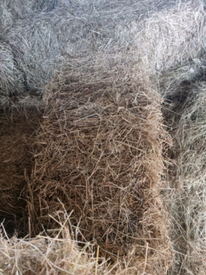 Hay Bales For Sale In England Other Miscellaneous Goods Gumtree