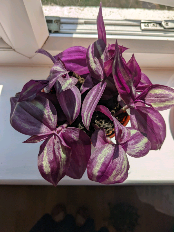 Tradescantia purple Passion indoor trailing plant in Poole, Dorset