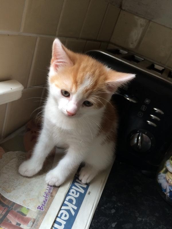 Male ginger and white kitten in Towcester, Northamptonshire Gumtree