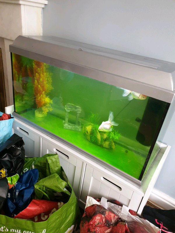 3ft Fish Tank with Fluval 3 Pump & 2 Orandas in Birchgrove, Swansea Gumtree