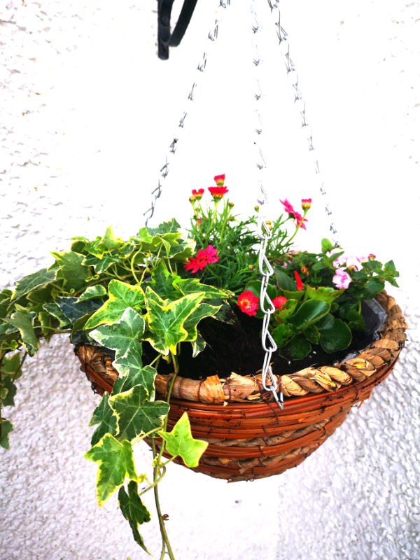 Filled hanging baskets made to order in Carrickfergus, County Antrim