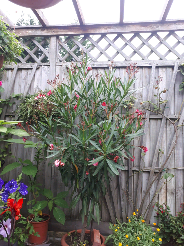 Oleander flowering shrub/tree in Wembley, London Gumtree