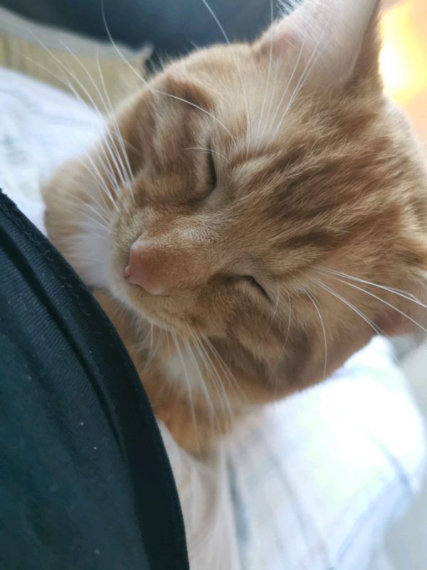 Male ginger cat in Bolsover, Derbyshire Gumtree