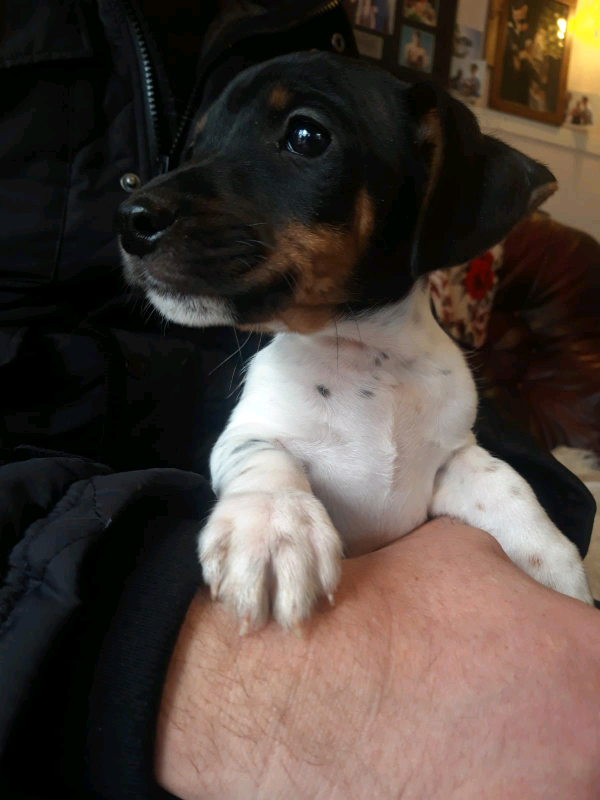 Jack Russell X Patterdale Terrier Puppies In Kessingland Suffolk