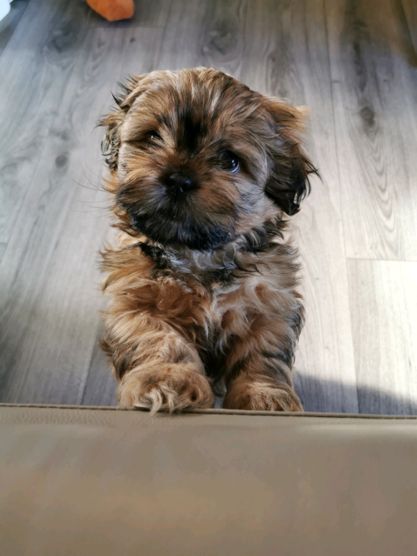 Shih Tzu Puppy Full Pedigree Ready Now Gumtree
