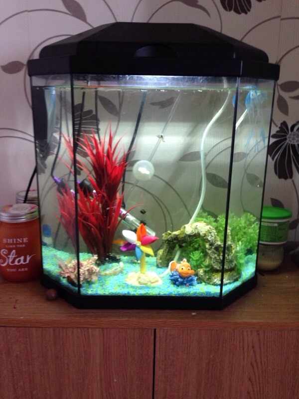 Tropical fish tank 25 litre in Newport Gumtree