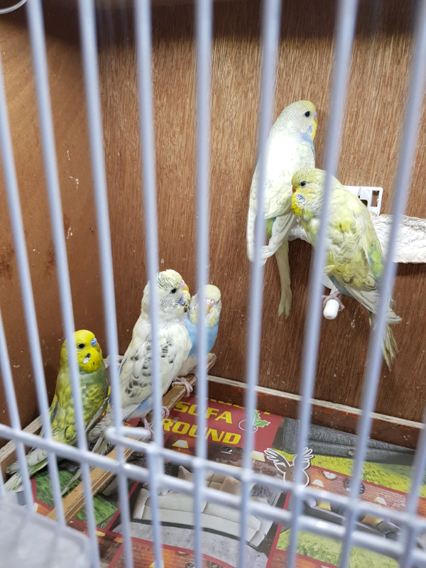 Budgies and finches for sale | in Farsley, West Yorkshire | Gumtree