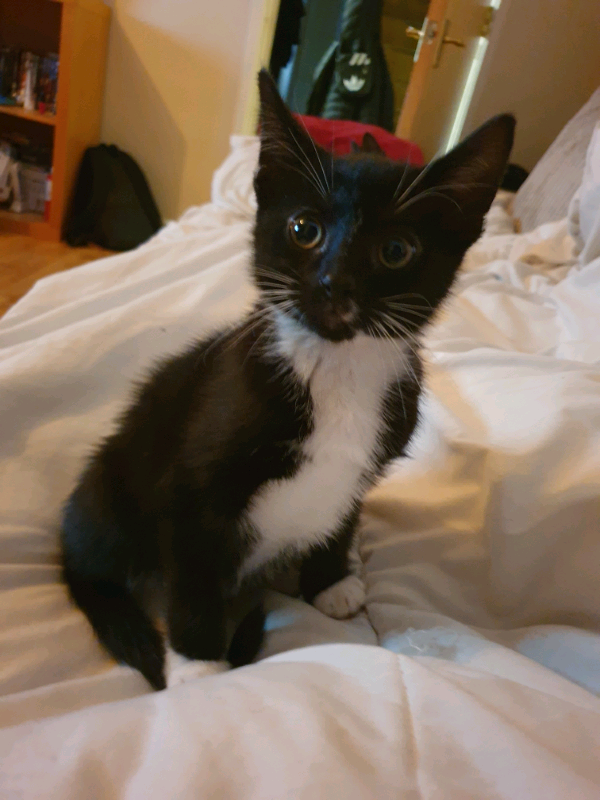 Kittens for sale in Surrey Quays, London Gumtree