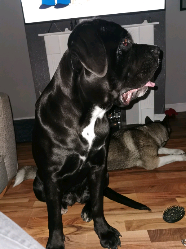 1Yr old Female Cane Corso with papers in Shirebrook, Nottinghamshire