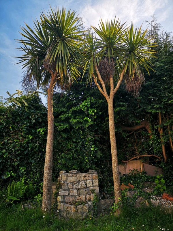 Palm Tree in Bournemouth, Dorset Gumtree