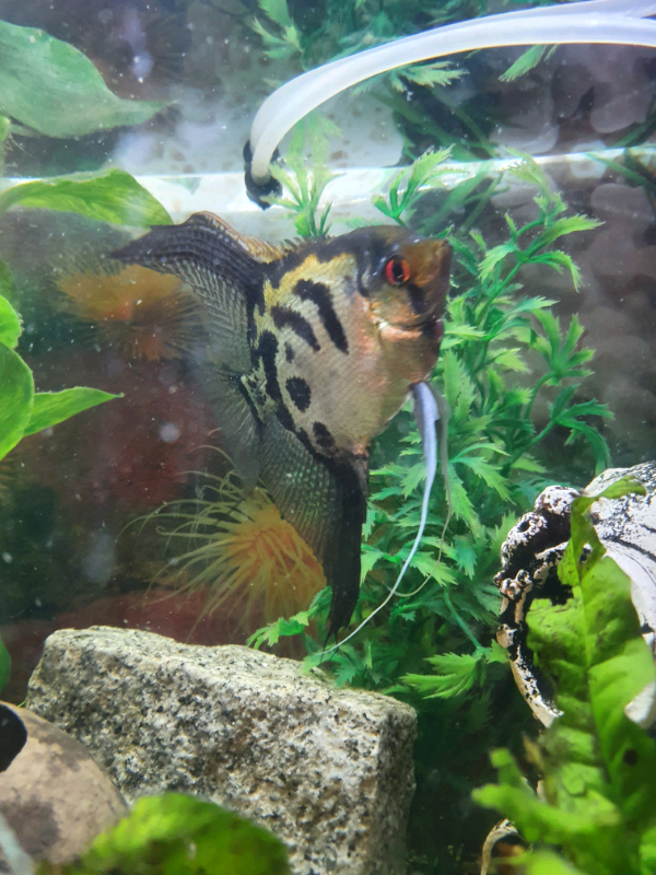 3 angel fish | in Norwich, Norfolk | Gumtree