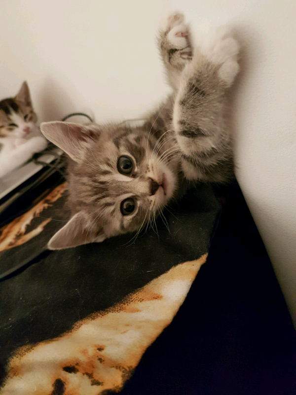 Kittens For Sale In Tottenham London Gumtree