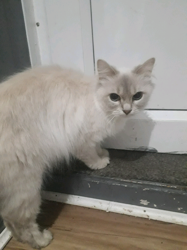 White Long Haired Persian Blue Eyed Cat In Northolt London