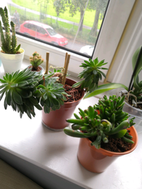 Succulent plants