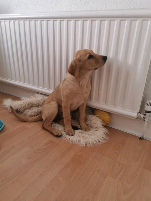 Labrador retriever girl | in Leyton, London | Gumtree