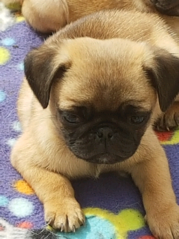 pug x puppys in Wirral, Merseyside Gumtree