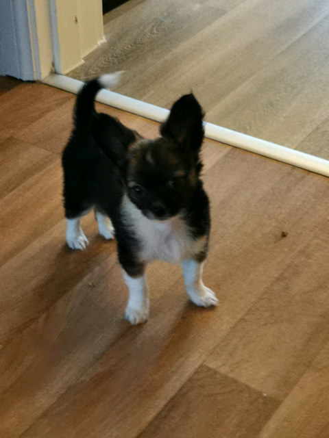 Full Pedigree Long Coat Chihuahua Boy In Nuneaton Warwickshire