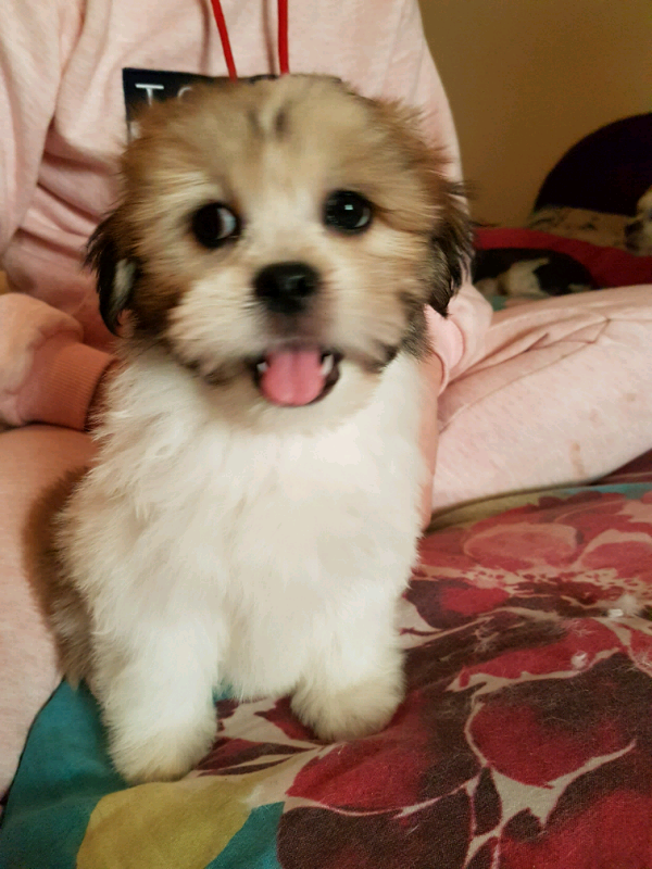 Lhasaapso pups in Lanark, South Lanarkshire Gumtree