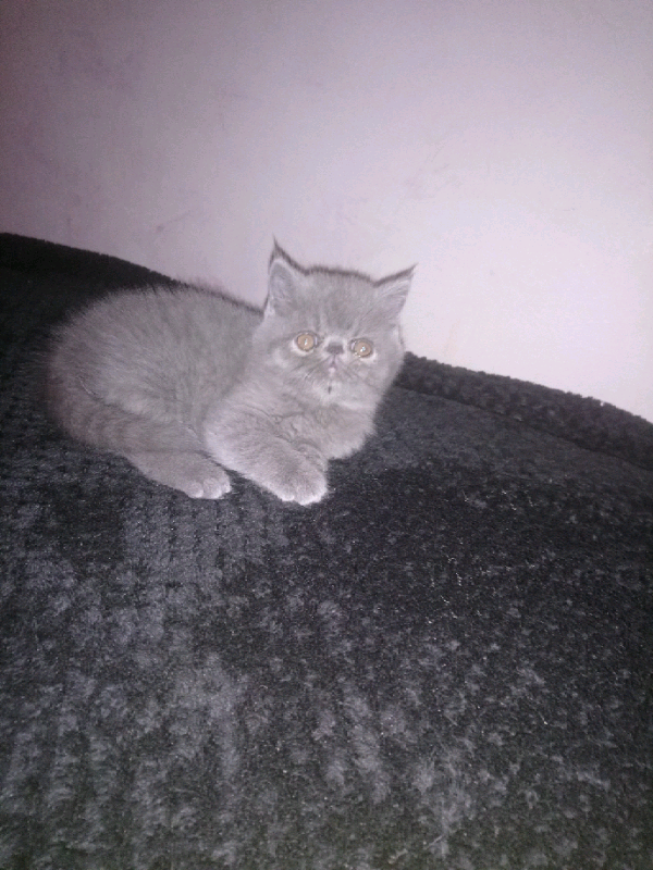 Secured Beautiful Pedigree Exotic Female Kitten In Cardiff