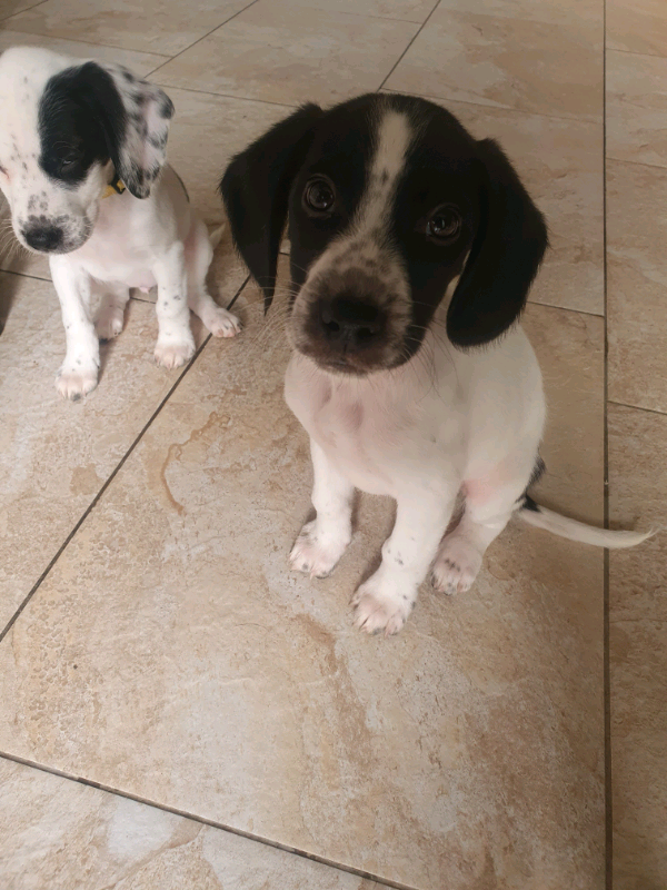 spreagle Puppies ready to go! in Kilrea, County Londonderry Gumtree