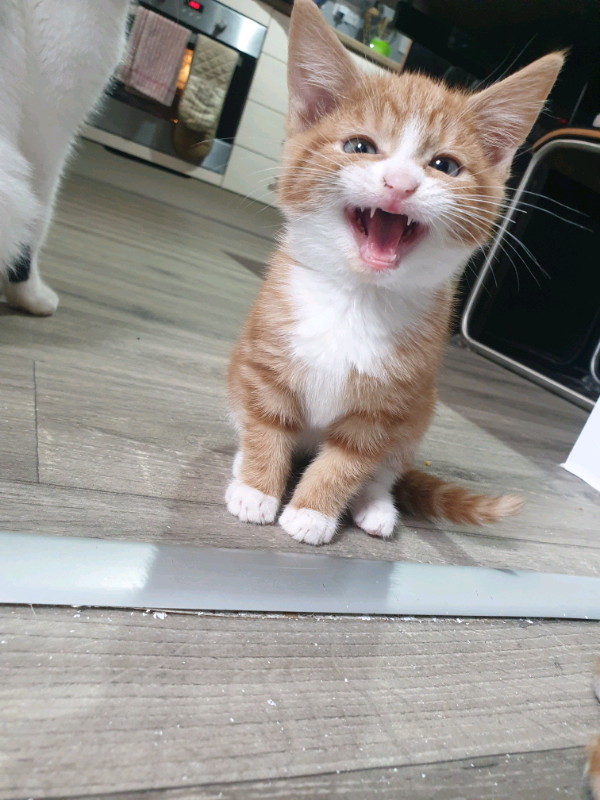 Ginger kitten for sale in Bedford, Bedfordshire Gumtree