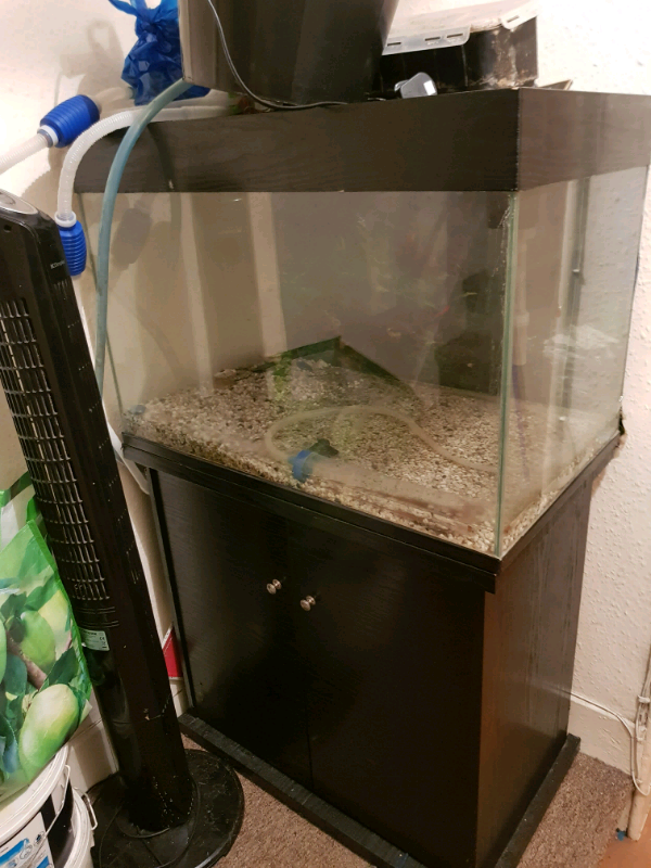 Fish tank full setup in Dagenham, London Gumtree