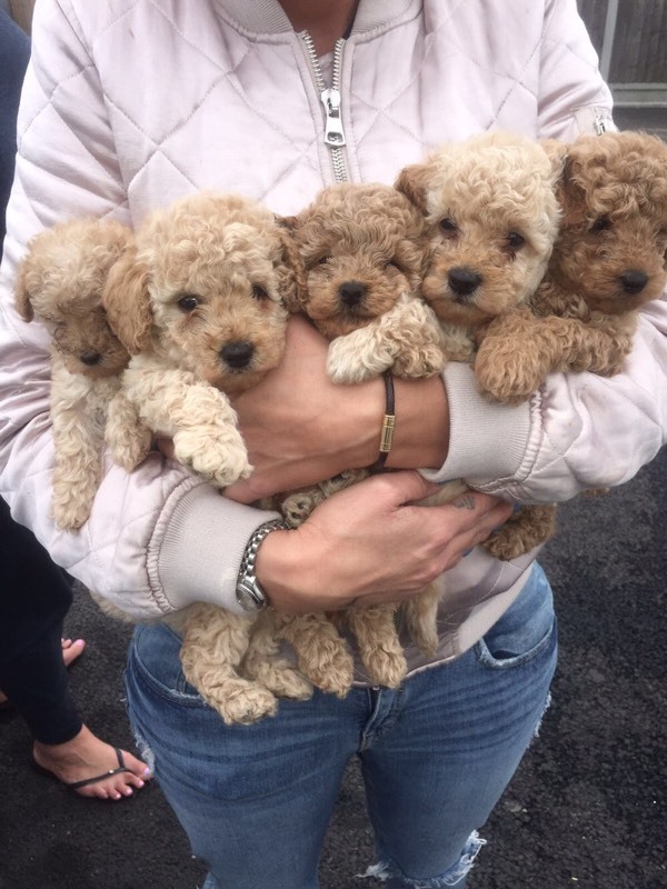 Apricot toy poodle puppies for sale in Feltham, London Gumtree