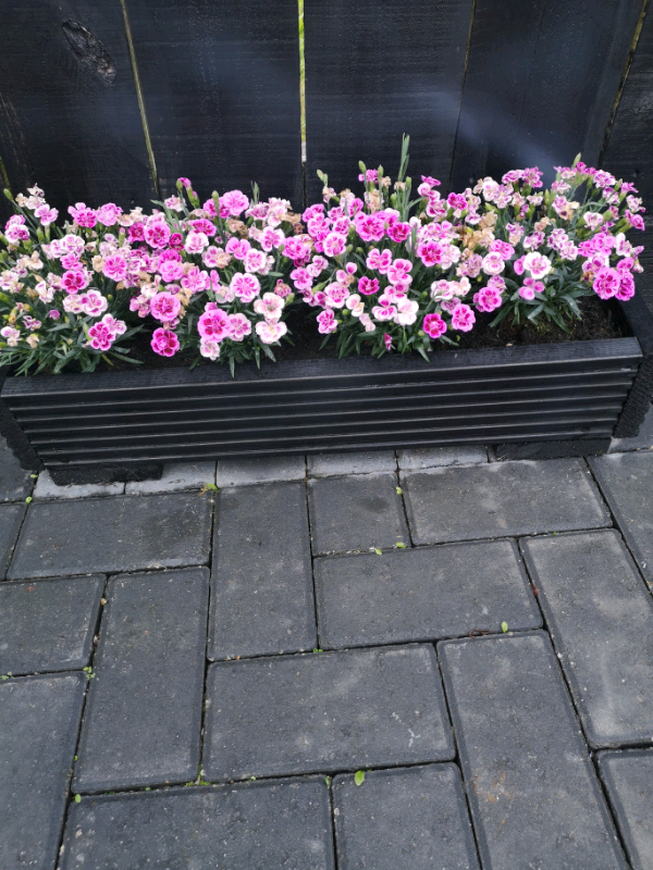 Garden planters in Cramlington, Northumberland Gumtree