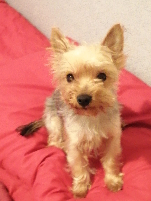 Mini yorkie in Newcastle, Tyne and Wear Gumtree