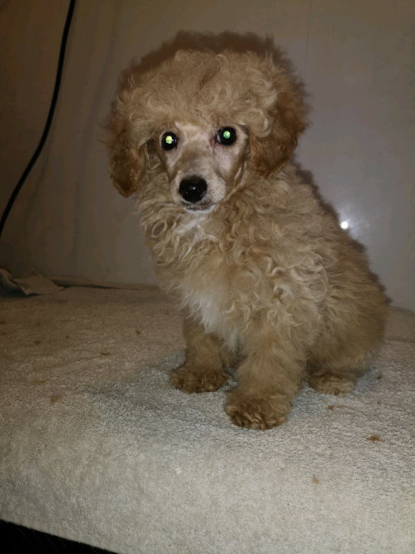 KC reg toy poodle puppies in Lockerbie, Dumfries and Galloway Gumtree