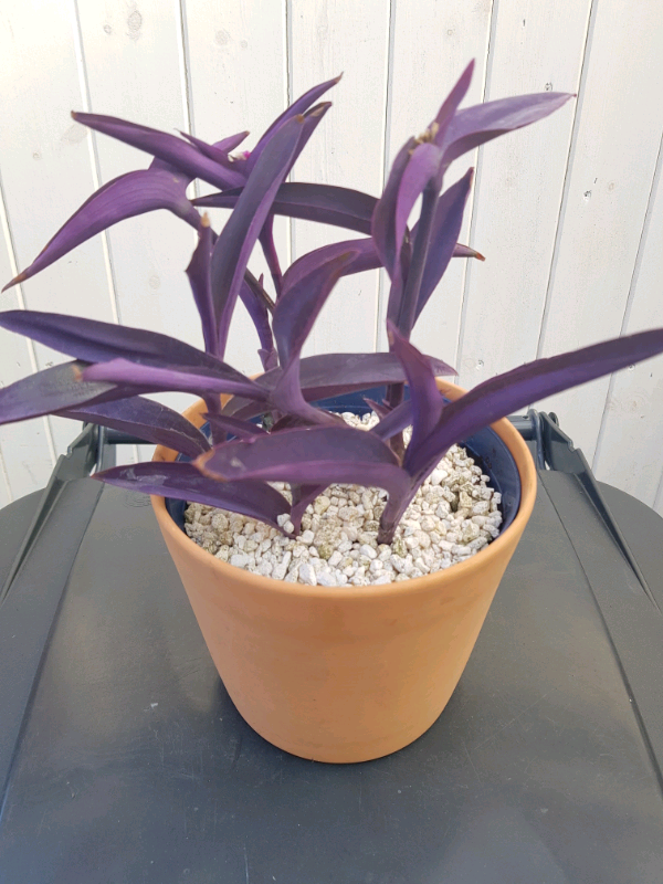 Deep purple indoor plant in Leicester, Leicestershire Gumtree