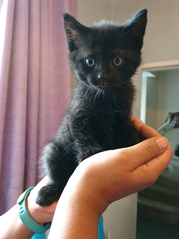 Kittens for sale | in Budleigh Salterton, Devon | Gumtree