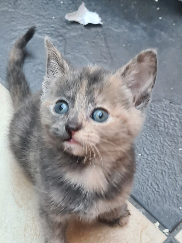 2 Beautiful Kittens In Oldham Manchester Gumtree