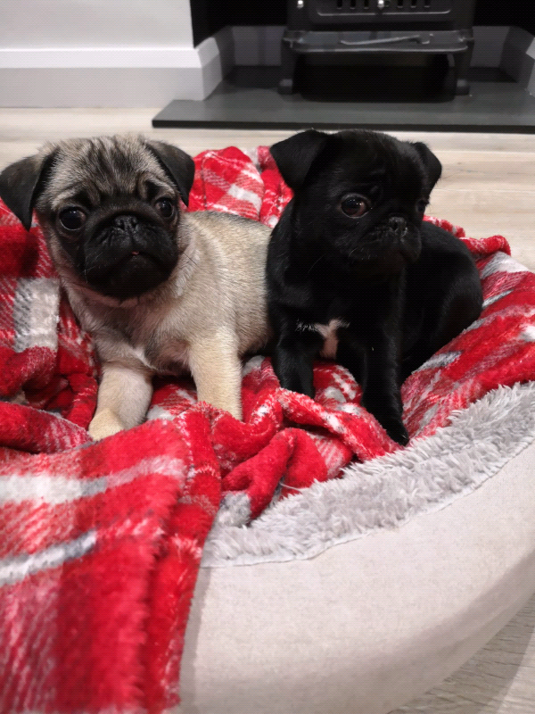 Kennel club registered pug pups for sale in Ballynahinch, County Down