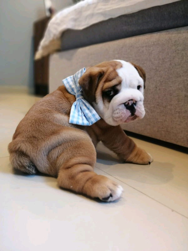 KC registered, Champion blood English bulldogs in Doncaster, South Yorkshire Gumtree