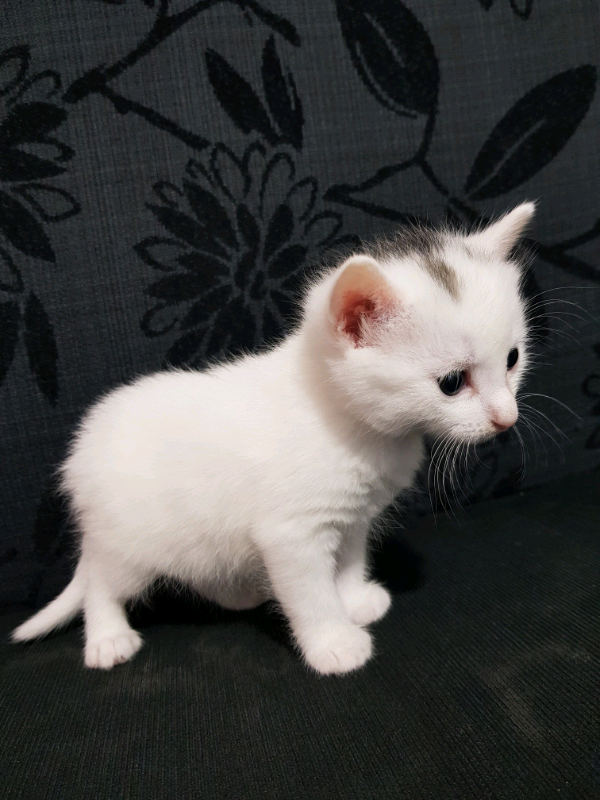 white kitten for sale in Accrington, Lancashire Gumtree