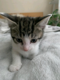 29.09.22 Kitten girl 