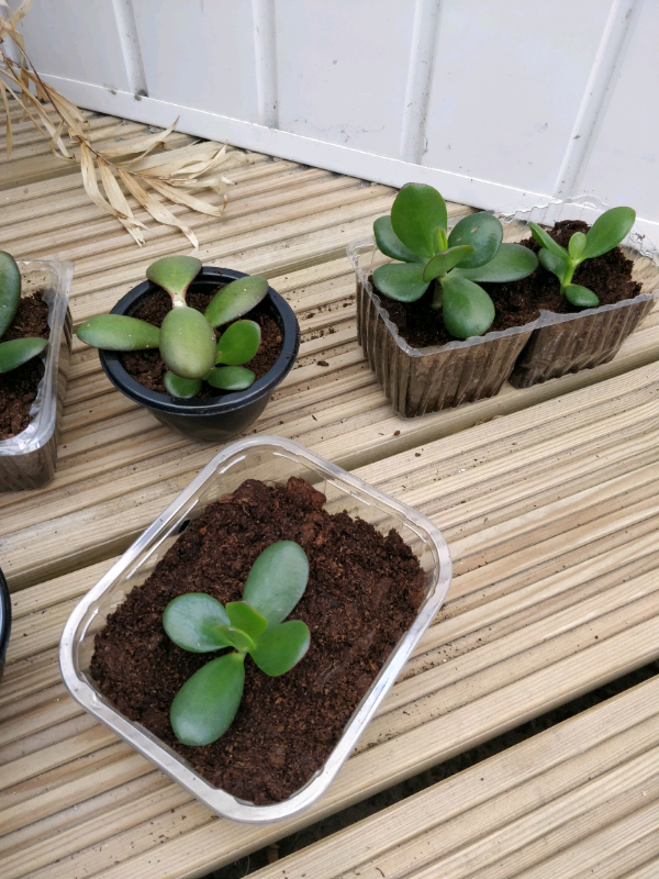 Free jade plant/money tree cuttings in Bournemouth