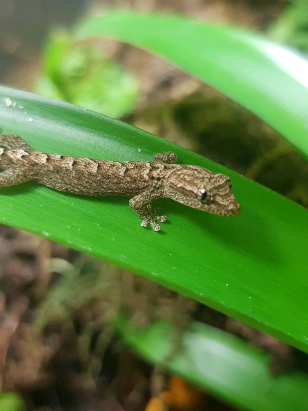 Mourning Gecko Hatchlings for sale. (Lepidodactylus Lugubris). in
