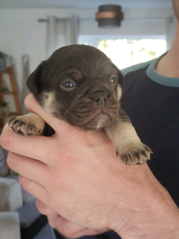 2 adorable frug puppies in Spennymoor, County Durham Gumtree
